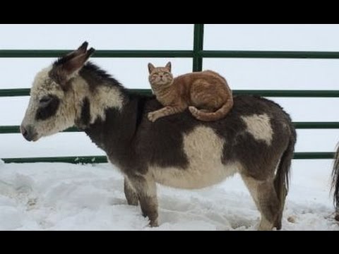 شاهد قط يتقن مهارات الفروسية