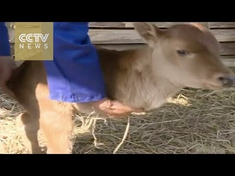ولادة عجل بساقين فقط في الصين