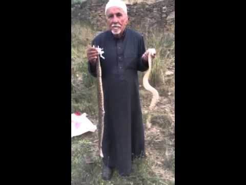 شاهد كيف أمسك مسن بأفعى سامة وقتلها