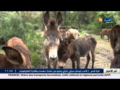 بالفيديو صور الحمير الميتة بالقالة تعد جريمة تحمل بصمة عصابات التهريب