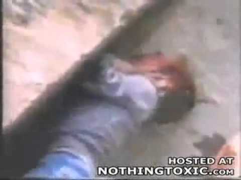 بالفيديو  غوريلا تتعاطف مع طفل مصاب سقط عندها