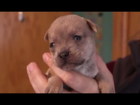 شاهد قطة تتبنى كلب شيواوا يتيم