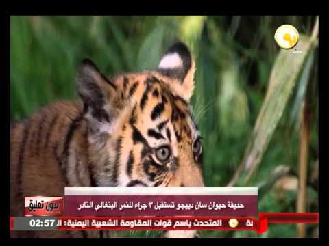 فيديو حديقة حيوان سان دييغو تستقبل 3 جراء من النمر البنغالي النادر