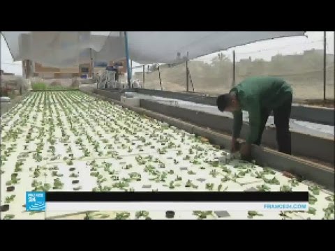 مزارعون يلجؤون للزراعة المائية لحل مشاكل القطاع الزراعي