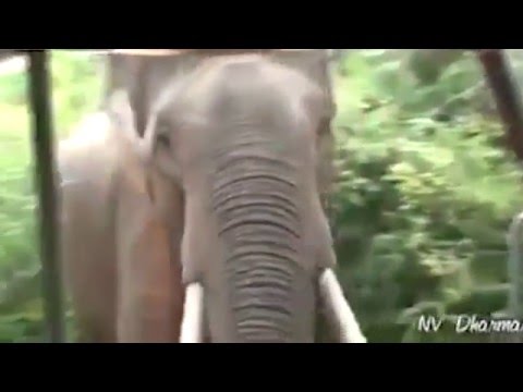 شاهد لحظة مهاجمة فيل لسيارة سيدات