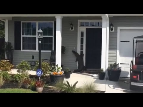 تمساح يقرع جرس باب منزل ليدخله