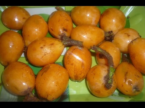 بالفيديو تعرف على فوائد فاكهة المزاح