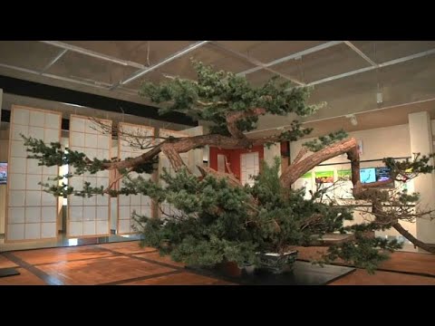 شاهد حدائق اليابان المسحورة في معرض بكين الدولي